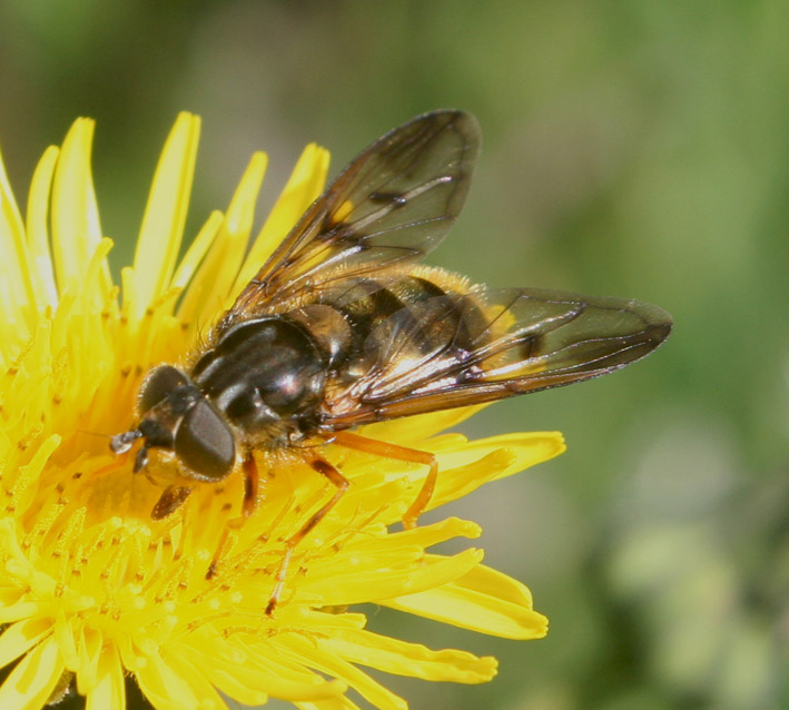 Dittero syrphidae: Ferdinandea fumipennis F